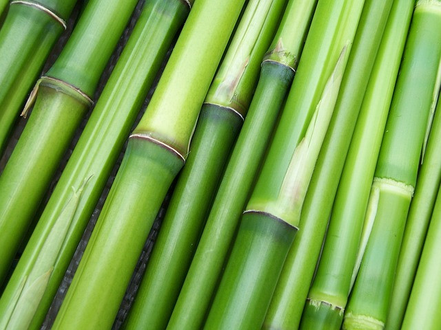 Warum Bambus